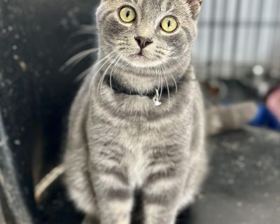 Hi there, I m Cyrus! I m a fun, playful, and super sweet older kitten looking for my forever home! I ve got a handsome dark gray tabby coat with deep, beautiful swirls everyone says I look like a little work of art. I love to run, chase, and play, especially with wand and feather toys (those are my absolute favorites!). When I m not zooming around, I m a total cuddle bug. I adore snuggling, pur...