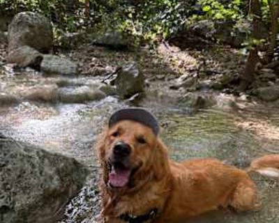 Non-smoker * Has a dog. Budget: $1,000 per month. Ready to move: January 1. Looking for myself. Hi! I will be starting a travel assignment as a nurse in January. Looking for a place to stay until beginning of march. I have a 2 year old golden retriever who will be traveling with me, he is very friendly and loves playing with other dogs! I love to hike and go camping.