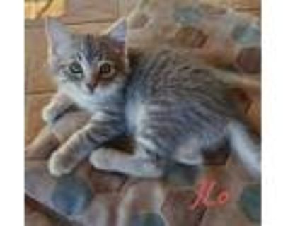 Adopt JLO a Gray or Blue (Mostly) Domestic Shorthair / Mixed (short coat) cat in