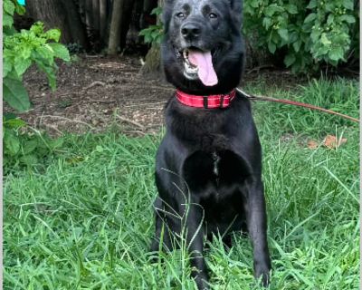 Ares - Australian Kelpie Male Dog for Adoption