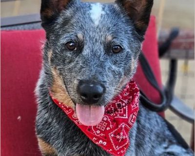 Boone - Male Puppy Australian Cattle Dog for Adoption