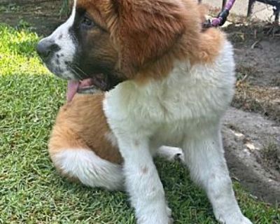 BARRY - St. Bernard Male Puppy for Adoption