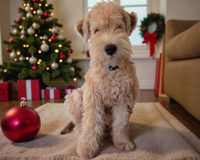 Churro - Poodle & Wheaten Terrier Mix Male Puppy for Adoption
