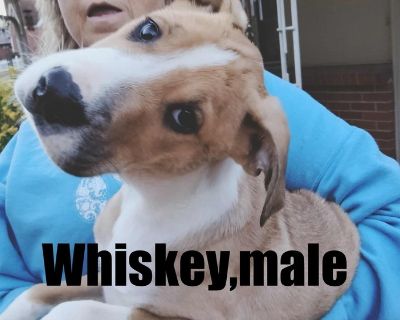 Whiskey - Hound Male Puppy for Adoption