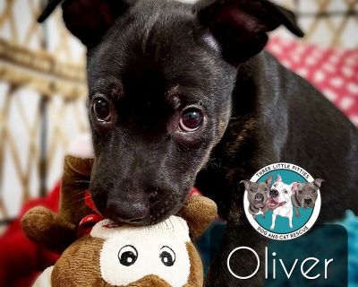 Oliver Chase Chai - Mixed Breed Male Puppy for Adoption