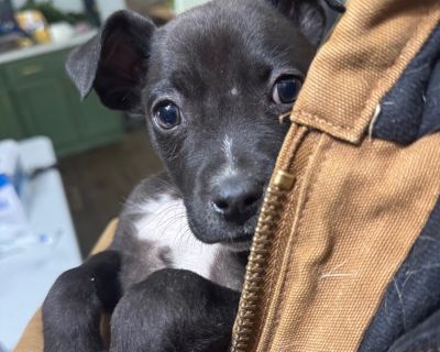 Characteristics Good with Cats, Good with Dogs, Good with Kids Health Vaccinations up to date.. Puppy Female Medium Black