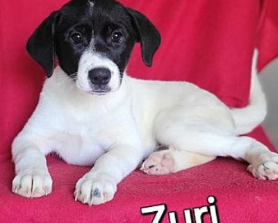 Zuri - Australian Cattle Dog/German Shepherd Dog Mix Female Puppy for Adoption