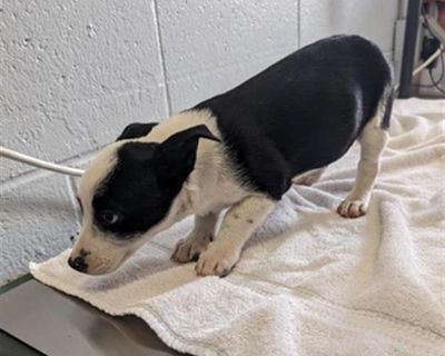 FRAZZLE - Australian Cattle Dog / Blue Heeler Female Puppy for Adoption