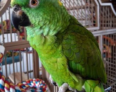Max - Amazon Female for Adoption
