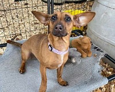 Kanga - Dachshund/Terrier (Unknown Type, Medium) Mix Female Dog for Adoption