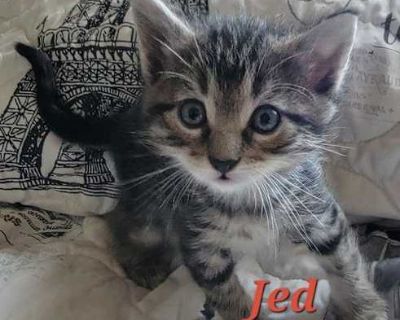 Jed (Available 12\/12\/25) - Domestic Shorthair Male Cat for Adoption