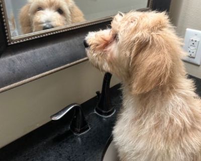 Goldendoodle Female