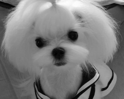 Maltese & Maltepoo pups $900 & up…Macon Ga area