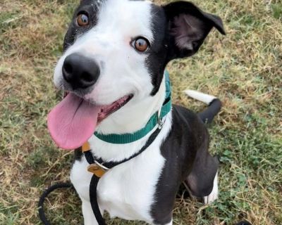 Remy (Rose - Australian Shepherd & Pit Bull Terrier Mix Female Dog for Adoption