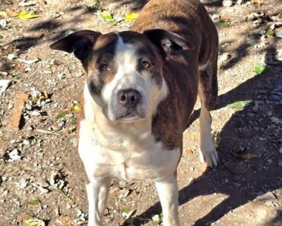 Sophie is a beautiful brindle and white pit/boxer/lab(?) mix. She's about 7 years old, and was originally adopted from Project Hope with Gracie, but after their owner suddenly passed away with no next of kin willing to take them in, she and Gracie were returned. That was in the fall of 2023. She has been waiting 2 years for a home of her own! Sophie is spayed, chipped and up to date on all her ...