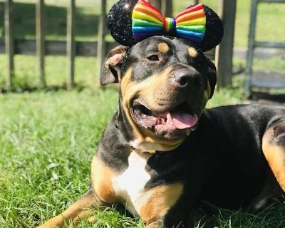 Senior. Black - with tan, yellow or fawn. Despite being an 8 year old senior, Buddy is a strong, spunky Staffordshire Terrier/Rottweiler mix that needs a strong, experienced handler. He is housebroken and loves people and treats. He MUST be the only pet in the home - no dogs or cats. He would do best with older children only. He has some separation anxiety and would do best in a home that is ho...