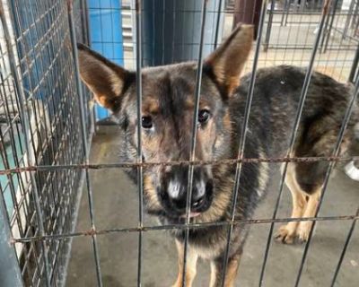 JD* - German Shepherd Dog/Mixed Breed (Medium) Mix Male Dog for Adoption