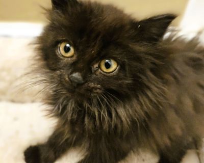 Mira is the cute, little gremlin. She always looks like she just woke up in the morning with her crazy hair. She is quiet and cuddly and little shy. She is definitely a sweetheart Please note it is Fancy Cats' policy that kittens have an age-appropriate playmate in the home. We also do not adopt kittens to families with children under six years old without seeing appropriate history/experience ...