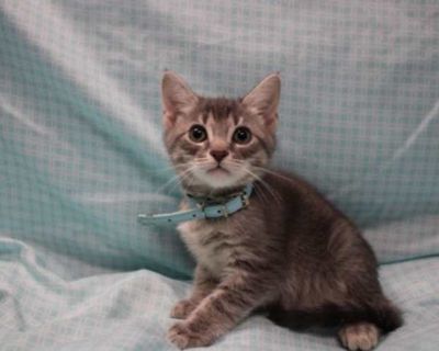 Breed Domestic Shorthair Color Gray or Blue Age 2 months old, Kitten Sex Male Pet ID 59726231 Hair Length short