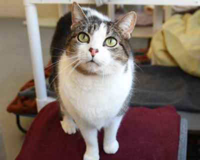 Lina - Domestic Short Hair Female Cat for Adoption