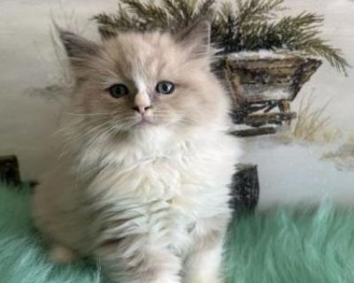 Kathy - Ragdoll Male Kitten For Sale