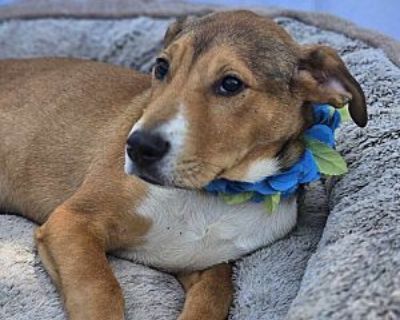 Silver - Hound (Unknown Type)/Labrador Retriever Mix Male Puppy for Adoption