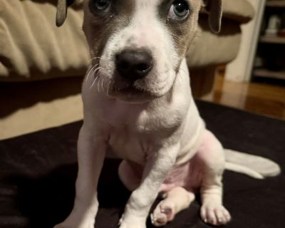 You can fill out an adoption application online on our official website.Hi friends! I'm Finn! I'm a brave little Rhodesian Ridgeback mix with a big heart and an even bigger love for cuddles. I love snuggling - seriously, it's my favorite! I've met lots of other dogs and we all get along great. Toys? Yes, please! Stuffies, bones, ropes if I can chew it, I'm a happy pup. I get super excited to me...