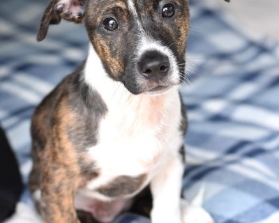 Ford (Auto Club) - Terrier & Dachshund Mix Male Puppy for Adoption