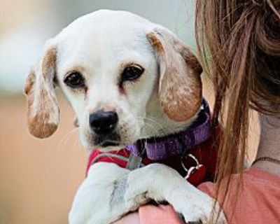 Minnow - Beagle Female Puppy for Adoption