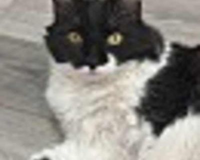 Elphaba is a stunning long-haired tuxedo beauty with a heart as soft as her fur. With her elegant black-and-white coat and subtly mismatched eyes, she s a quiet enchantress who brings calm and comfort wherever she goes. This sweet girl is the definition of gentle. She s affectionate and docile, happiest when lounging in a sunny window watching the birds flutter by. While she s not the playful o...