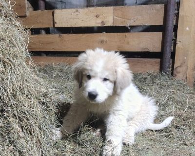 Great Pyrenees Puppies