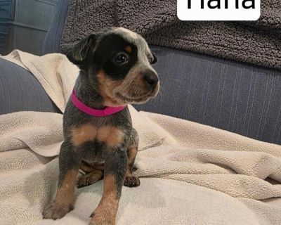 Tiana is a 8 week old Manchester terrier/heeler mix. Petfinder Apply at rescuerehomerepeat.com Adoption application https://form.jotform.com/200845614015144 *** no out of state adoptions(Louisiana)**** THIS IS A LIFE TIME OF THE PET COMMITMENT WE DON'T TAKE ADOPTIONS LIGHTLY, NOR SHOULD YOU Adoption fee includes spay/neuter, age appropriate vaccinations, comprehensive exam, treatment for extern...