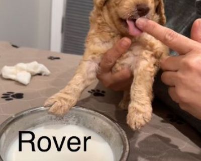 Multigenerational Australian labradoodles