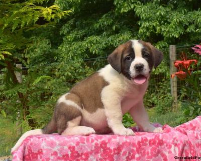 Chewie - Saint Bernard Puppy For Sale in Pennsylvania