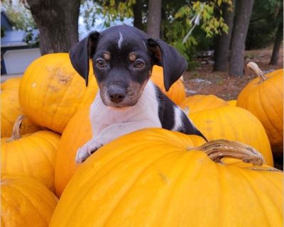Name: Churro Age: 2 Months Breed: Chi/Terrier mix Gender: male Weight: (5 Good with kids: yes Good with dogs: yes Good with cats: yes Current on vaccinations: yes Adoption also includes Certified Vet Inspection, and Prior vetting paperwork. Foster location: Weyauwega Application & Website: %81|https://www.ourpackanimalrescue.com/adoption.html %81 Bio: Meet Churro! Churro is an adorable 8-week-o...
