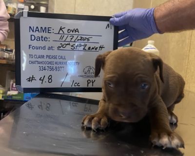 Health Vaccinations up to date.. Puppy Male Medium Black