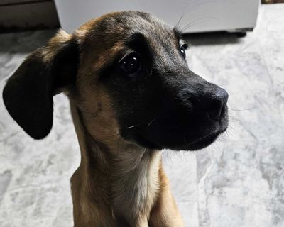 Health Vaccinations up to date.. Puppy Male Small Brown / Chocolate , Black