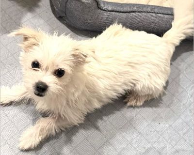 Lilly is a 1 year old 8 lb spayed female terrier mix. She is housetrained. Does well with people but little timid in the beginning. Does ok with other dogs and barks first at a cat but ok after that with cats. Has another spayed sister Whitney. But they can be adopted separately or together. She came from a foster home in SC and was with other dogs and cats. Loves her dog bed! Heartworm negativ...