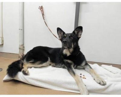 TIGER LILY - German Shepherd Dog Female Dog for Adoption