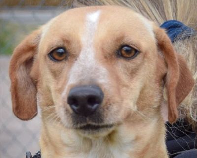 I am 17lbs and I am looking for my forever home. Adoption Donation: $450 All dogs are microchipped, neutered, current on all vaccines, heartworm tested (if age appropriate), and up-to-date on preventatives at the time of adoption. All household members and any dogs from the household need to be present to be able to adopt. A photo ID will be required at the time of adoption. Appointments are re...