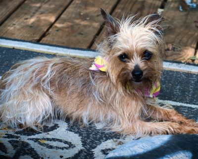 ELSA - Yorkshire Terrier Mix Female Dog for Adoption