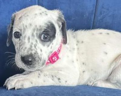 Bowie - Australian Cattle Dog / Blue Heeler & Terrier Mix Female Puppy for Adoption