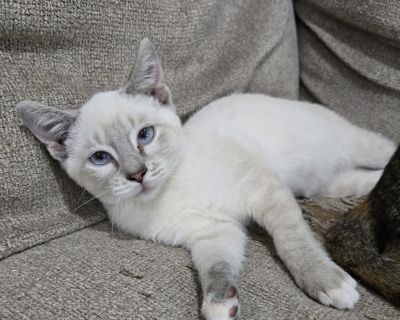 Snickerdoodle is a sweet, inquisitive, and playful little guy who loves exploring every nook and cranny of his world. He has the perfect balance of curiosity and calmness, making him both fun and easygoing. At first, he may be a little shy around new people, but once he receives some gentle scratches or belly rubs, he is instantly hooked. This affectionate boy craves attention and isn't shy abo...