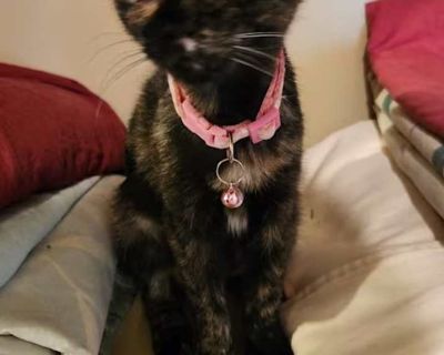 Cupcake - Domestic Shorthair Female Kitten for Adoption