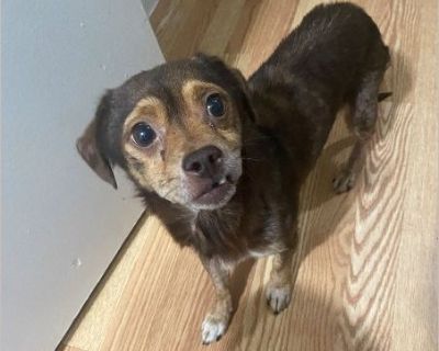 Chino - Male Puppy Chihuahua mix for Adoption