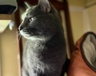 Boi - American Shorthair Male Cat for Adoption