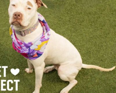 Adult. White - with tan, yellow or fawn. Hair: short. Microchipped. 4 year old River is ready to find her forever home! Her foster family is absolutely in love with her and says she s truly the perfect dog. She is fully potty trained, and knows her basic commands like sit and shake. She s easygoing in her crate and quietly relaxes when her family is away. River s personality is as wonderful as ...