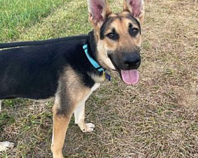 Maverick (FOSTERED IN MD) - German Shepherd Dog Male Puppy for Adoption