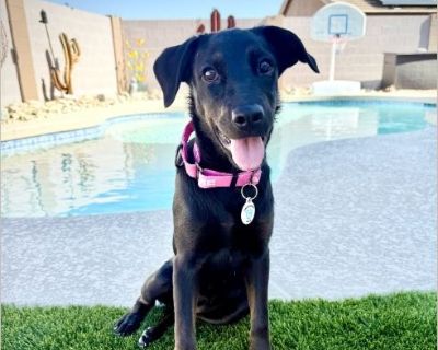 Zeena - Female Puppy Border Collie / Rottweiler for Adoption