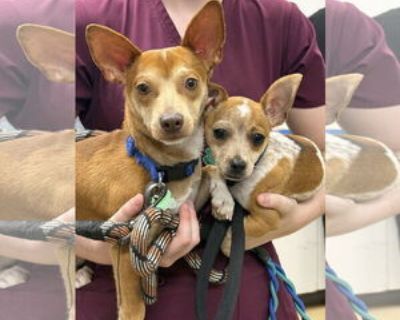 Young * Location Royal Palm Beach, FL, 33421 USA USA *. Dog Breed: Chihuahua. {s1550code1114/} {s1550code1111/} {s1550code1113/} Behavioral Characteristics OK with Kids: Yes OK with Dogs: Yes Activity Level: Moderately Active Additional Information Was the Dog Found No